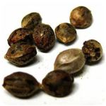 Семена марихуаны АК-47  (Seeds AK-47) в Нарьян-Маре
